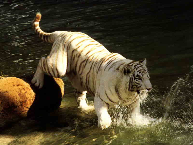 Tigre